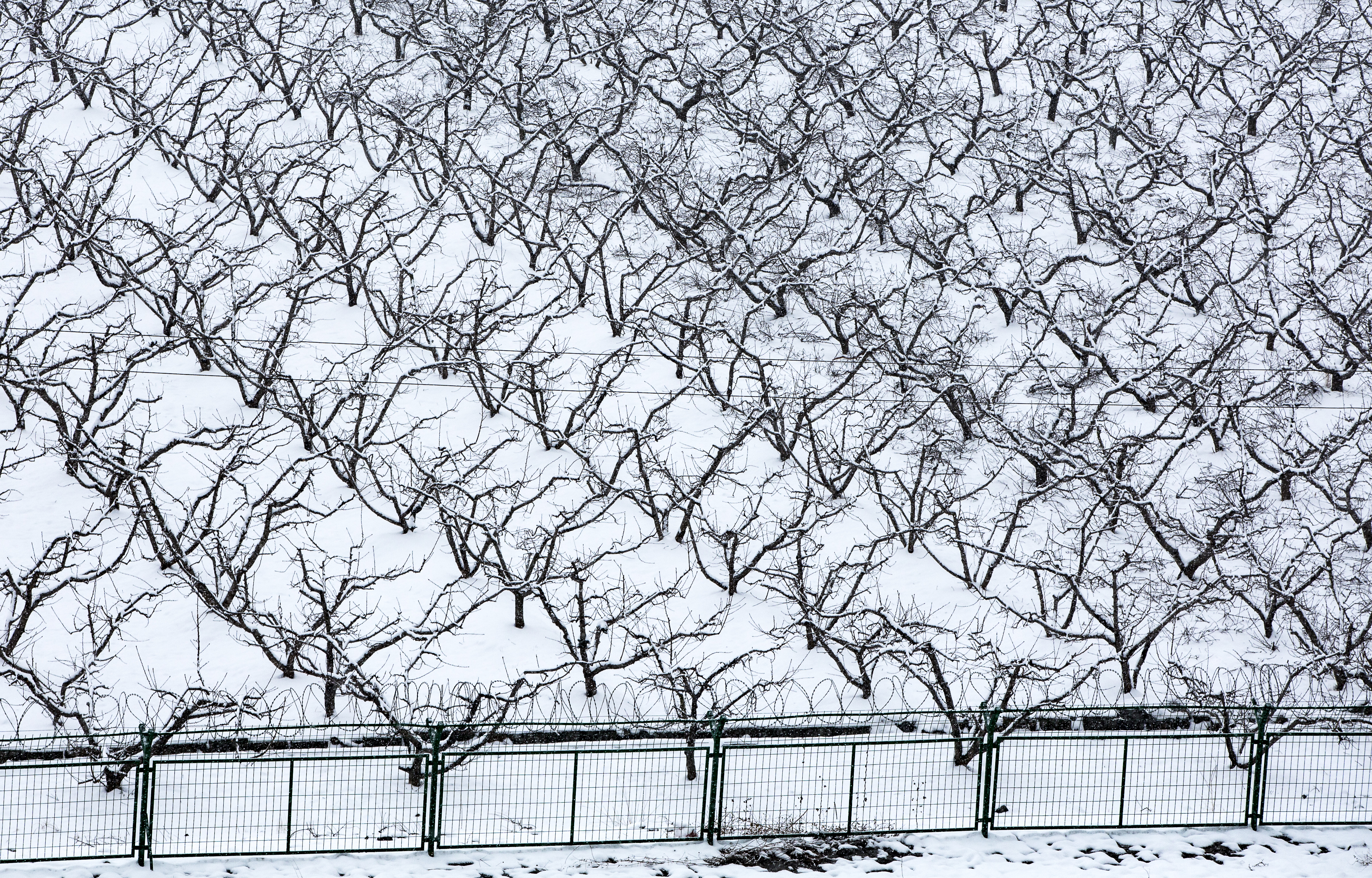 雪野印象