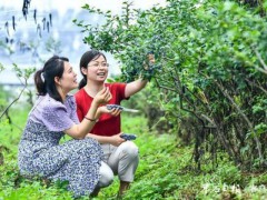 农旅融合助力乡村振兴