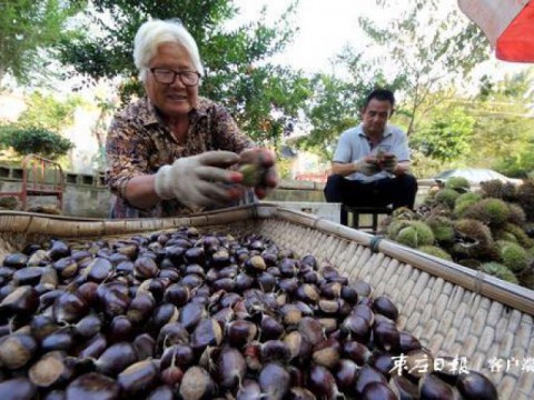 仲秋果香迎佳节