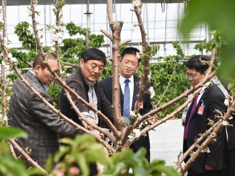 山亭区人大代表工作室建到果园里