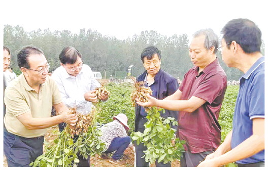 9月23日，全国农业技术推广服务中心组织专家对“花生单粒精播高产栽培技术体系”高产攻关田进行实打验收。（□大众报业记者 王萌 报道）