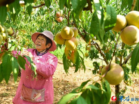 冬桃成熟俏枝头