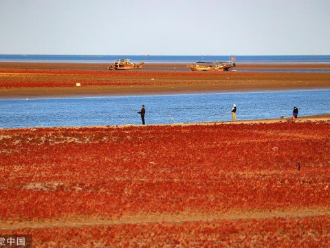 海报时评｜守护大美湿地 绘就绿色生态画卷