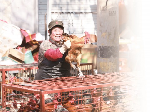 二十七 宰年鸡