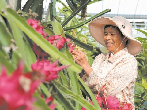 “红果”丰收 满枝头