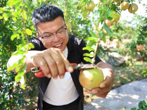 石榴“链”出幸福路