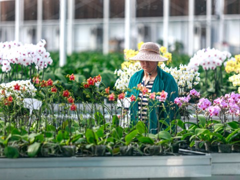 鲜花经济 带动乡村振兴